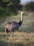 Close up of a greater rhea in a meadow