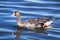 Close up of Greater White-fronted Goose Anser albifrons