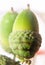 Close up of green acorn on white background in studio wet water