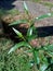 Close up green Andrographis paniculata creat, sambiloto, green chireta in the nature.  It is an annual herbaceous plant in the f