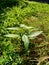 Close up green Andrographis paniculata creat, sambiloto, green chireta in the nature.  It is an annual herbaceous plant in the f