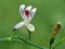 Close up green Andrographis paniculata creat, sambiloto, green chireta in the nature. It is an annual herbaceous plant in the fa