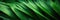 Close-up of the green, angular, pointed leaves of a sago palm. Geometric, green, abstract plant background