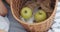 Close up of green apples in a basket. Childrens hands taking fruits from a basket during a picnic