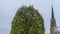 A close-up of a green arborvitae against a cloudy sky and the high spire of a church. Space for text