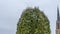 A close-up of a green arborvitae against a cloudy sky and the high spire of a church. Space for text.