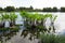 Close-up of green arrow arum plants in a pond with trees in the background