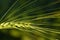 Close up and green background with an immature grain of wheat