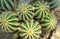 Close up green ball cactus, Parodia magnifica, South America plant