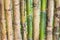Close up green bamboo fence