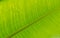 Close up green banana leaf nature texture background