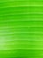 Close up of Green Banana leaf texture
