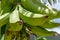 Close up of green bananas on bright sunny day