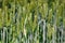 Close up of green barley cereal grain plant field
