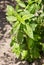 Close up of a green basil herb plant growing in the home garden