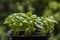 close-up of green basil (Ocimum basilicum) leaves