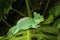 Close up of Green Basilisk Lizard