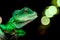 Close-up of a green beautiful lizard