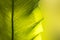 Close up green Bird`s nest fern leaf nature abstract background
