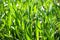 Close up of green blades of grass