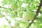 Close up green bottle gourd or calabash gourd on branch, selective focus