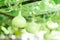 Close up green bottle gourd or calabash gourd on branch, selective focus