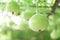 Close up green bottle gourd or calabash gourd on branch, selective focus