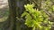 Close-up of a green branch of a bush in the forest.