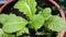 Close-up of green Brassica juncea/leaf mustard growing inside the vegetable pot