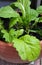 Close-up of green Brassica juncea/leaf mustard growing inside the vegetable pot
