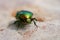 Close up of green bronze beetle. Concept of wildlife.