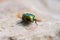 Close up of green bronze beetle. Concept of wildlife.