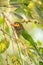 Close up green and brown Brown-headed Barbet Megalaima zeylanica feeding on fruits of palm tree. clean colorful background. Sri