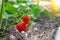 Close-up green bush of organic natural ripe red strawberry growing at tunnel greenhouse indoors backlit with warm sunshine. Tasty