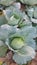 Close-up of green cabbage on the cabbage plot