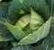 Close up of green cabbage organic vegetables in the farm,Head of Cabbage in the garden