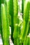 close up green cactus budding texture for background