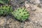 Close-up of a green cactus with thorns. Wild cactus growing on the mountain