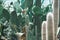 close up of green cactuses in tropical garden