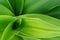 Close up of a green canna flower