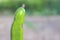 Close-up of a green carob tree just picked