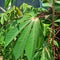 A close-up of a green cassava leaf and a red cassava trunk