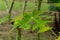 Close up of green cassava leaves in the garden