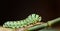 Close up of a green caterpillar of a swallowtail butterfly, on green branches against a dark background