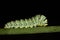 Close up of a green caterpillar of a swallowtail butterfly, on green branches against a dark background