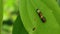 Close up of a green cinnamon leaf with multi color caterpillar eating and walking on the leaf straight line