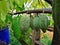 Close up Green Cocoa pods grow on the tree