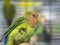 Close-up green colored lovebirds standing in cage