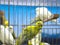Close-up green colored lovebirds standing in cage