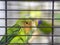 Close-up green colored lovebirds standing in cage